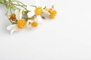 white flowers on white background for background photo