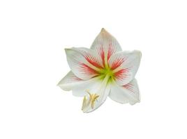 blooming white lily flowers isolated on a white background photo