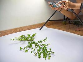one took a photo of a twig leaf object with a smartphone camera