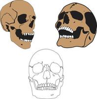 ilustración de cráneo humano vector