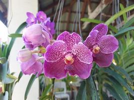 Selectively focus on the beauty of the Vanda Pure Wax Blue orchid in the garden. Blurred background. photo