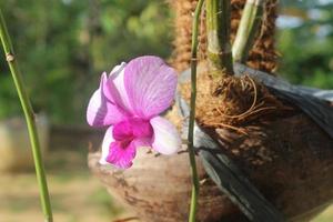 Selective focus of dendrobium larat orchid Bangkok fancy in the garden. With the Latin name Dendrobium bigibbum or Dendrobium Phalaenopsis. Bangkok Fancy. photo