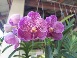 Selectively focus on the beauty of the Vanda Pure Wax Blue orchid in the garden. Blurred background. photo