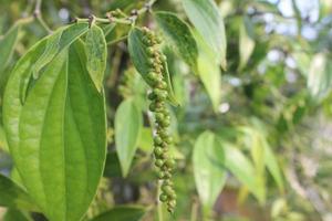 Selective focus of pepper plants in garden. Blurred background. Used for cooking spices. Its scientific name is Piper Nigrum. photo