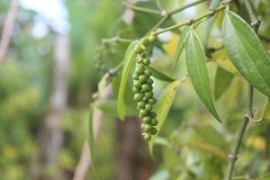 Selective focus of pepper plants in garden. Blurred background. Used for cooking spices. Its scientific name is Piper Nigrum. photo