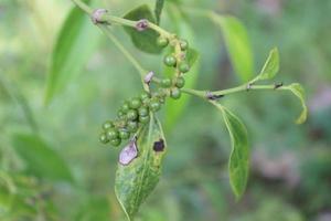 Selective focus of pepper plants in garden. Blurred background. Used for cooking spices. Its scientific name is Piper Nigrum. photo