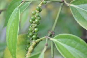 Selective focus of pepper plants in garden. Blurred background. Used for cooking spices. Its scientific name is Piper Nigrum. photo