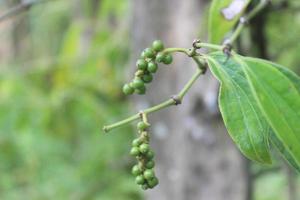 Selective focus of pepper plants in garden. Blurred background. Used for cooking spices. Its scientific name is Piper Nigrum. photo