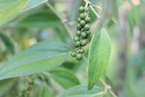 Selective focus of pepper plants in garden. Blurred background. Used for cooking spices. Its scientific name is Piper Nigrum. photo