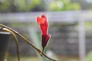 Close-up of beautiful red aeschynanthus flowers on blurred background. Latin name is Aeschynanthus poulcher. Aeschynanthus lipstick houseplant at home. photo