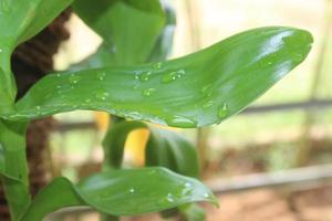 Selective focus of beautiful green leaves with water drops. Good for background. photo