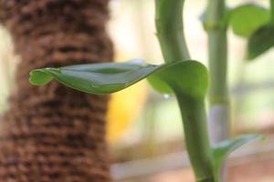 Selective focus of beautiful green leaves with water drops. Good for background. photo