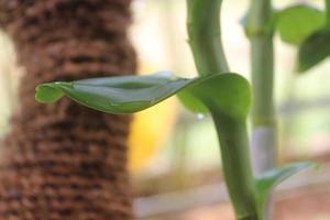 Selective focus of beautiful green leaves with water drops. Good for background. photo