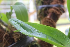 Selective focus of beautiful green leaves with water drops. Good for background. photo