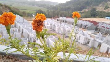 A flower blooms at dusk on the hilltop photo