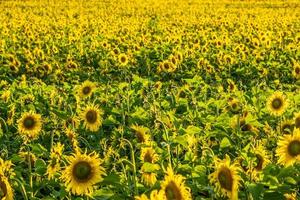 panorama en el campo de girasoles amarillos brillantes en flor en un día soleado foto