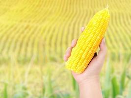 in one hand holding sweet corn kernels The background is a corn field. photo