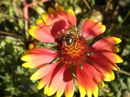 Bee sitting on a flower core photo