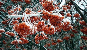 bayas de serbal de invierno en la nieve. diciembre 2018 foto