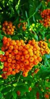 Berries of mountain ash against the background of green leaves photo