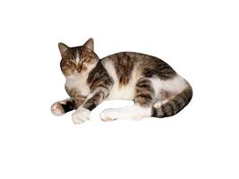 gato atigrado casero sobre un fondo blanco foto