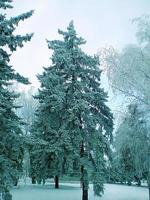 Blue spruce trees in the snow in the center of the town Volnyansk, Ukraine photo