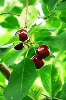 Bunches of cherries on a background of green foliage photo