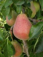 Red pear hanging on a branch photo