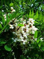 inflorescencia del árbol blanco robinia foto