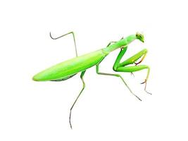 Green mantis on white background photo