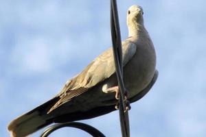 Garden dove on sky background photo