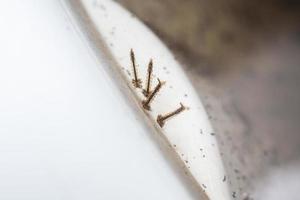 Mosquito larvae in stagnant water close up photo