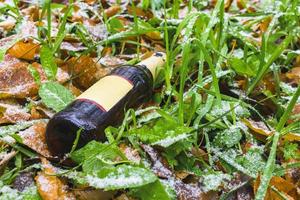 una botella de alcohol tirada en un césped con hierba cubierta con la primera nieve foto