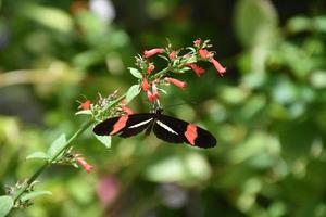 Stunning Black and Red Butterfly with Wings Spread photo