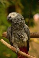 Grey Parrot Standing on a Wood Perch photo