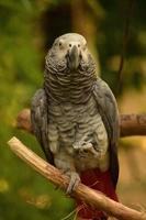 Grey Parrot with a Red Tail on a Wood Perch photo