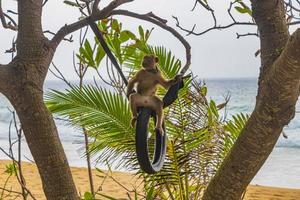 Monkey macaque chained on tires in jungle on beach Thailand. photo