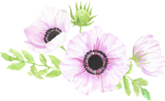 watercolor hand drawn anemone flower bouquet png