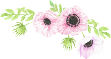 bouquet de fleurs d'anémone dessiné à la main aquarelle png