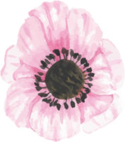 watercolor hand drawn anemone flower elements png