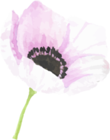watercolor hand drawn anemone flower elements png