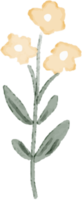 desenho botânico em aquarela pastel png