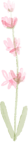 Pastell Aquarell botanische Zeichnung png