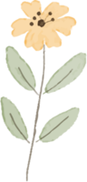 dibujo botánico acuarela pastel png