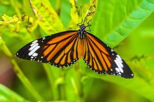 naranja, negro, amarillo, mariposa, mariposas, insecto, en, planta verde, tailandia. foto