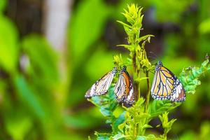 naranja, negro, amarillo, mariposa, mariposas, insecto, en, planta verde, tailandia. foto