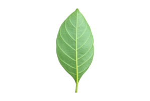 Isolated back surface of green jackfruit leaf with clipping paths. png