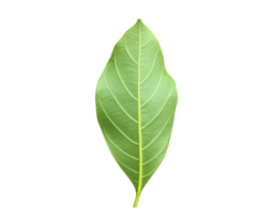 Isolated back surface of green jackfruit leaf with clipping paths. png