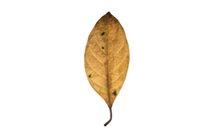 Isolated back surface of green jackfruit leaf with clipping paths. png