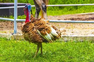 Thai garden and farm turkey chicken Phuket Thailand. photo